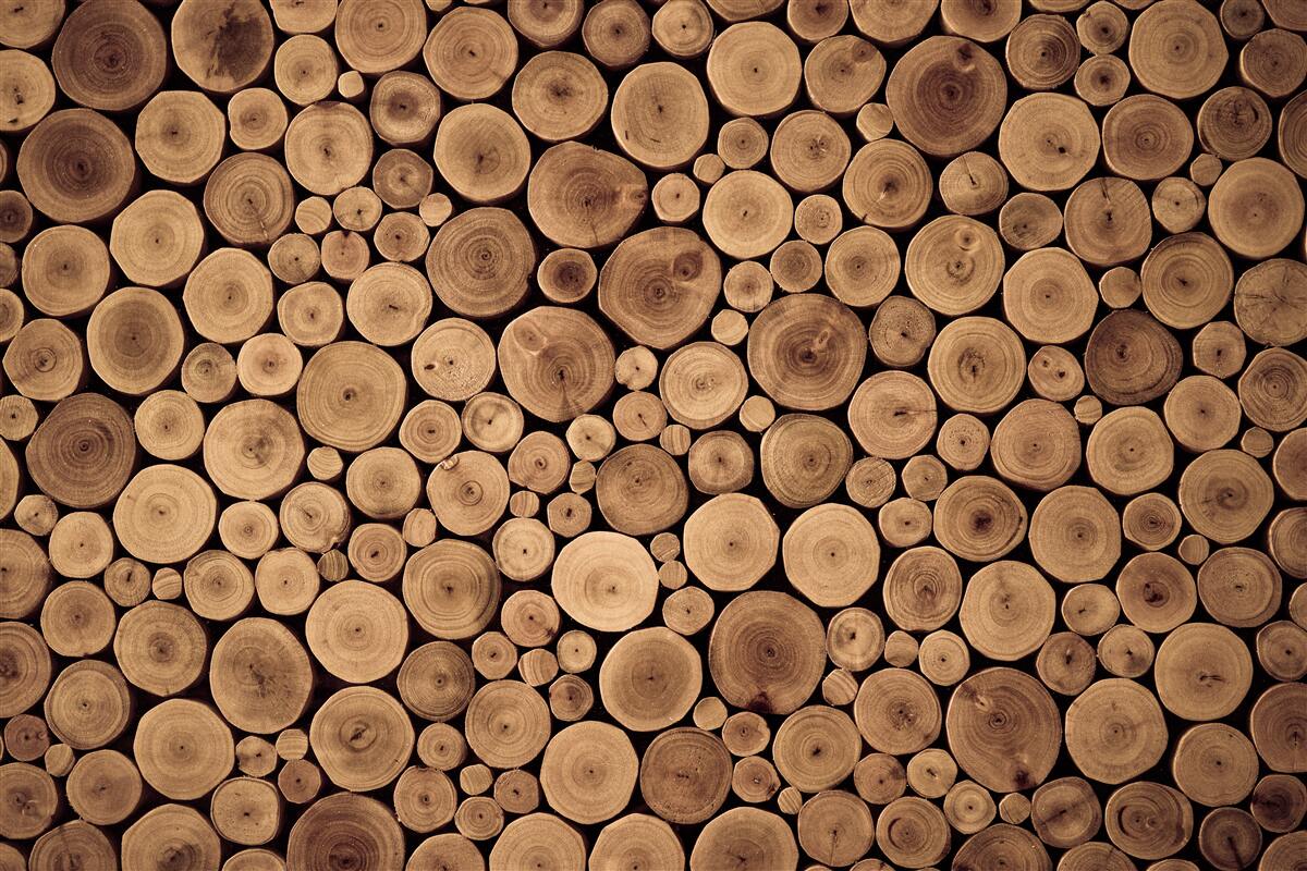 Fototapet tăiați cu atenție trunchiurile rotunde ale copacilor