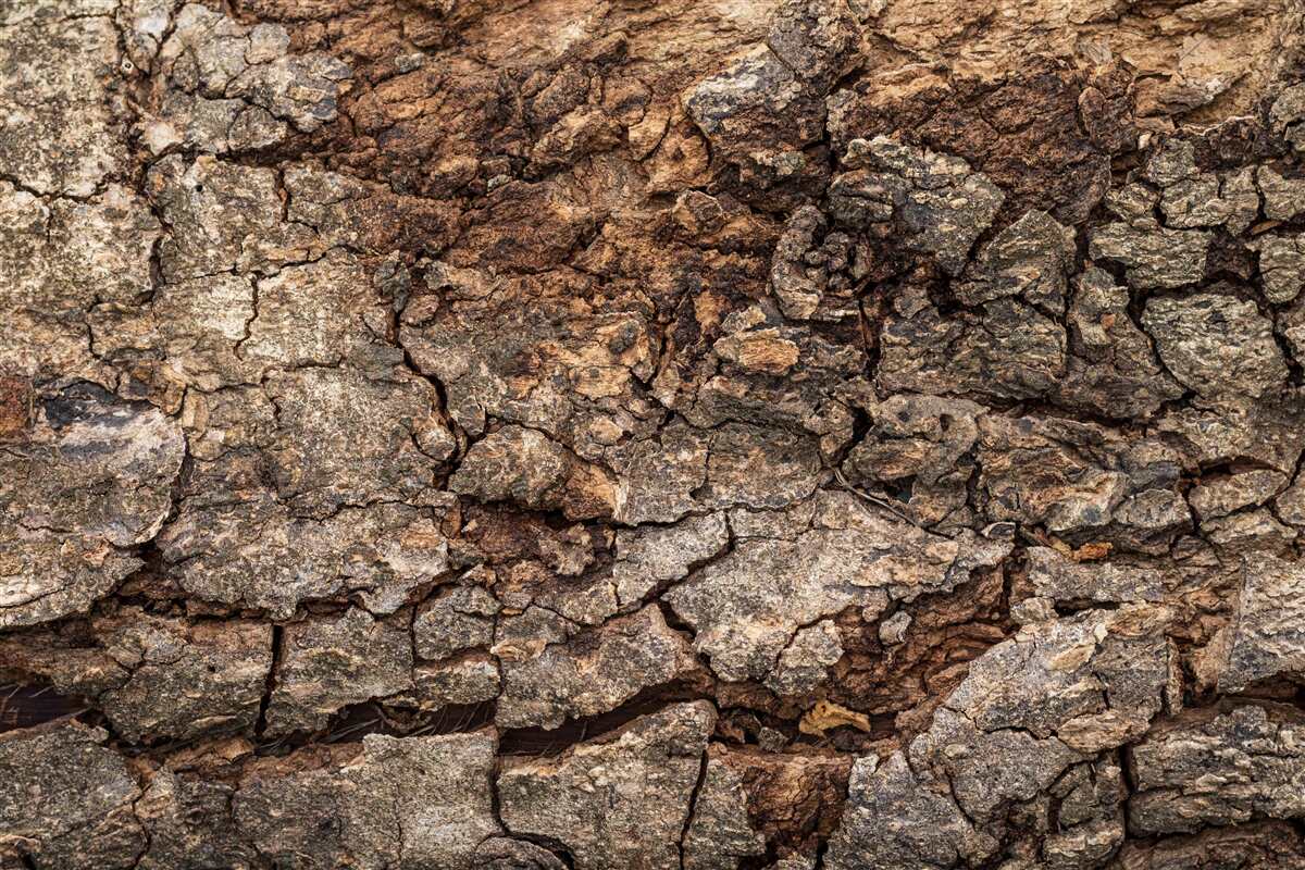Fototapet piele de lemn autentică