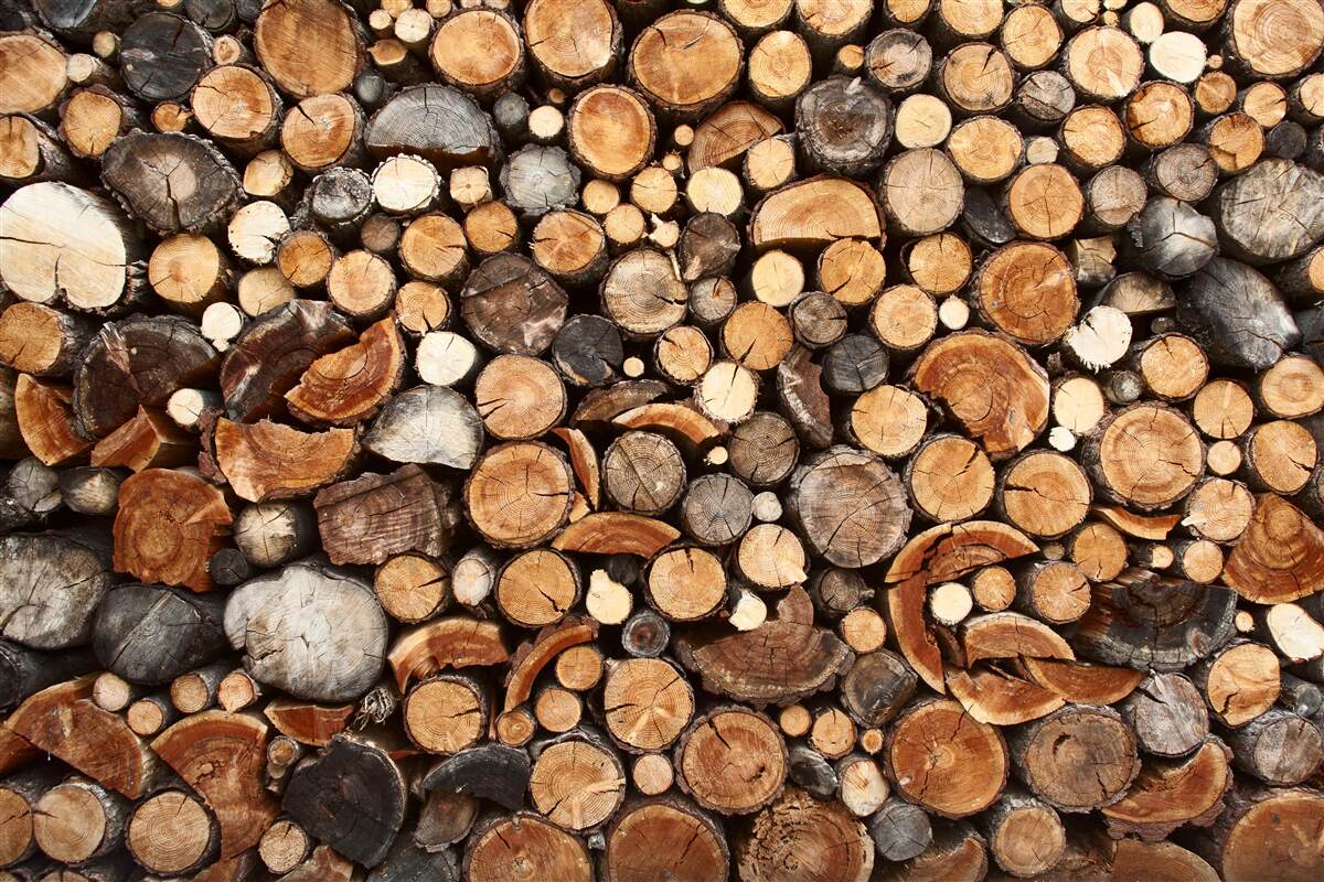 Fototapet felii de copac în diferite culori