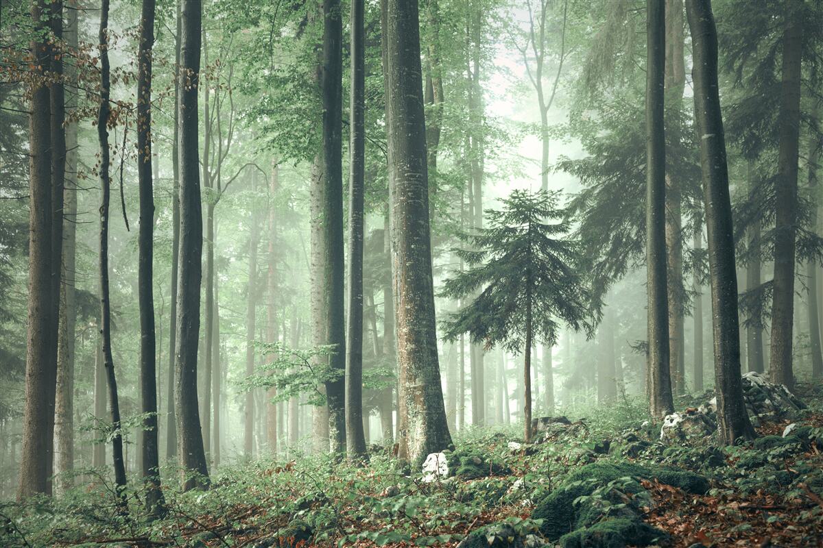Fototapet Lumină prin ceață într-o pădure de foioase