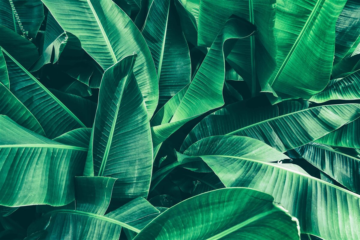 Fototapet vegetație tropicală cu o nuanță de smarald