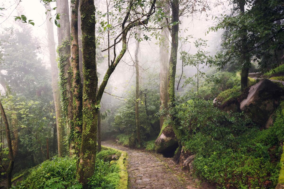Fototapet Cărare printr-o pădure verde