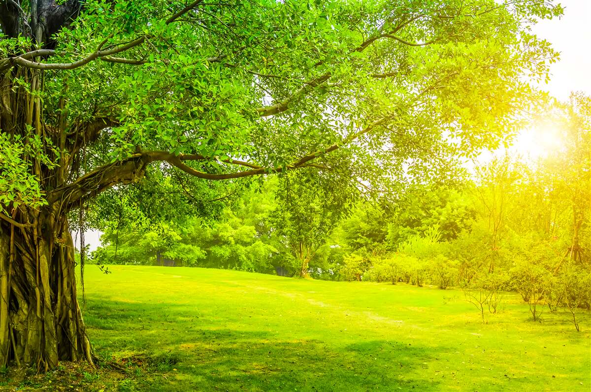 Fototapet luminiș luminos, luminat de soare și care se remarcă prin culoarea sa verde