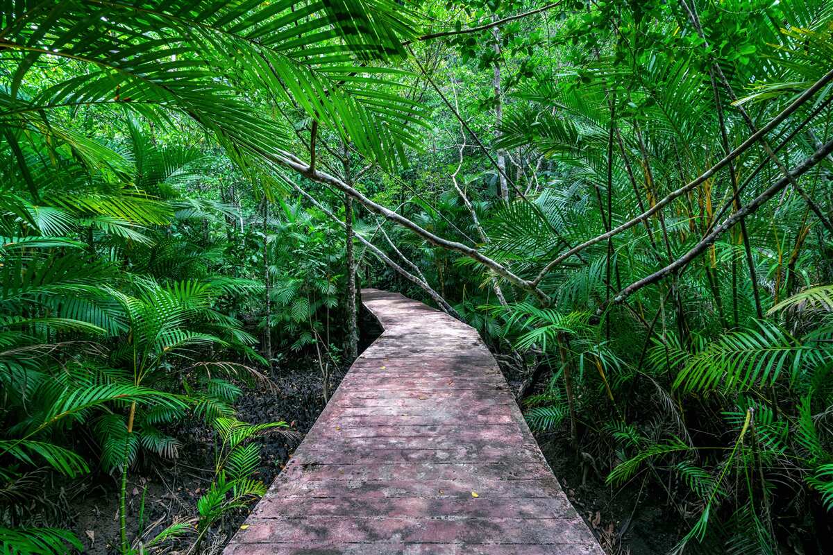 Fototapet Calea spre tropicele verzi magice