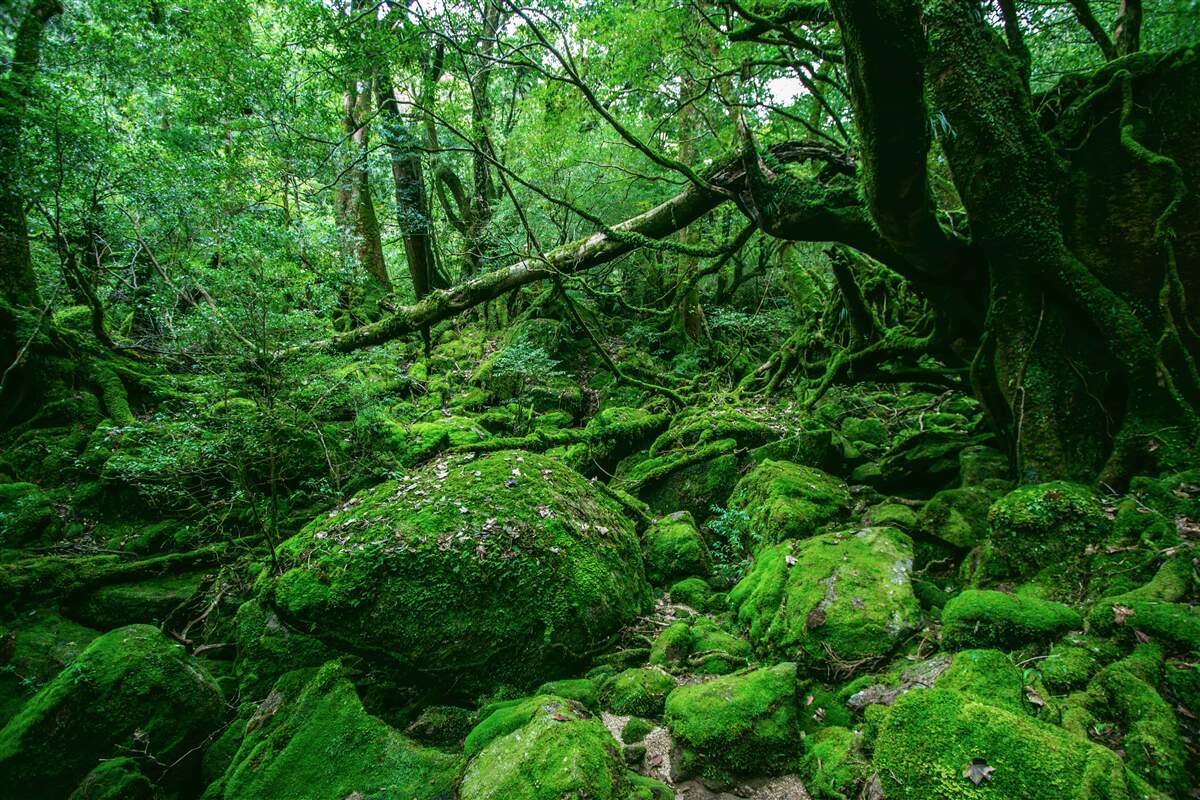 Fototapet pădure, abundent verde, fără lumina soarelui