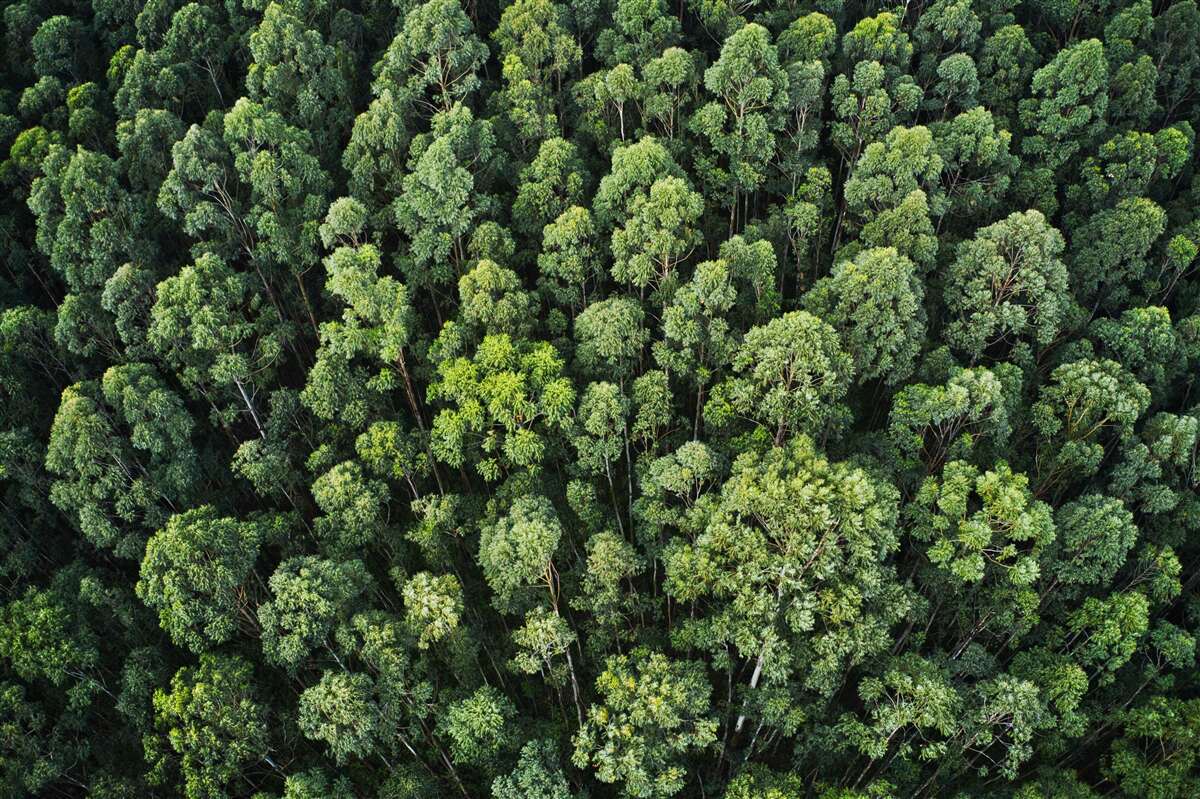 Fototapet copaci de pădure cu coroane verzi