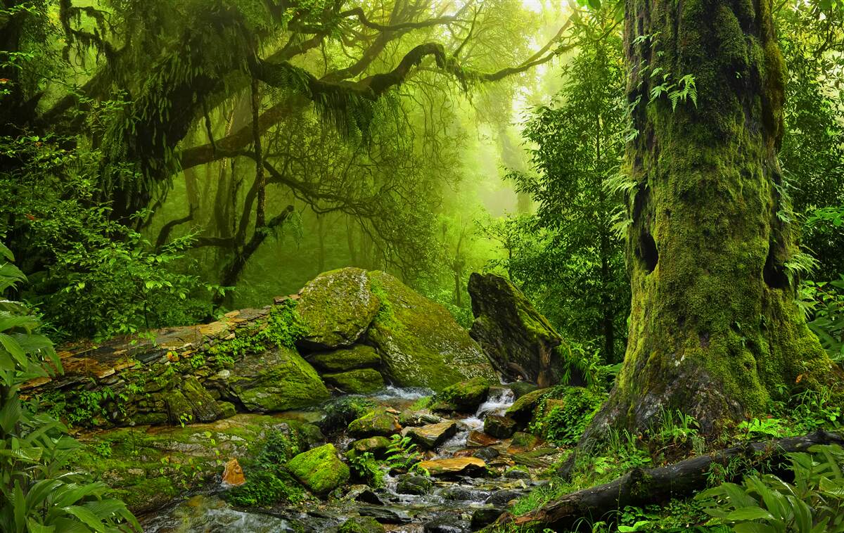 Fototapet pădure verde cu o cascadă