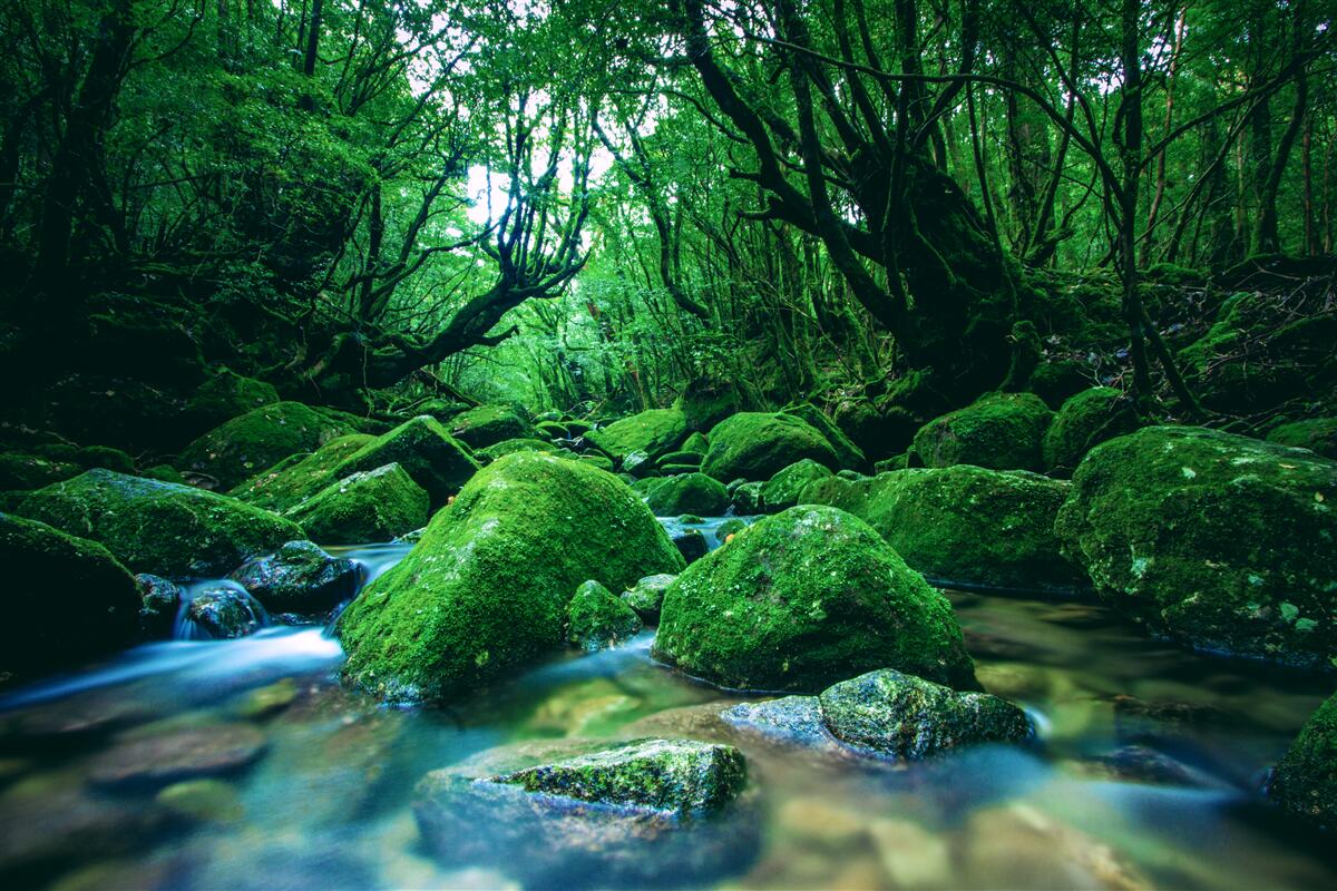 Fototapet pădure cufundată în somn la poalele unei cascade