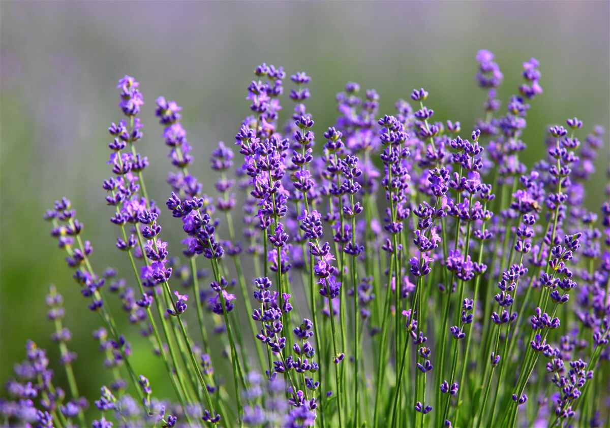 Fototapet culoare lavanda-violet