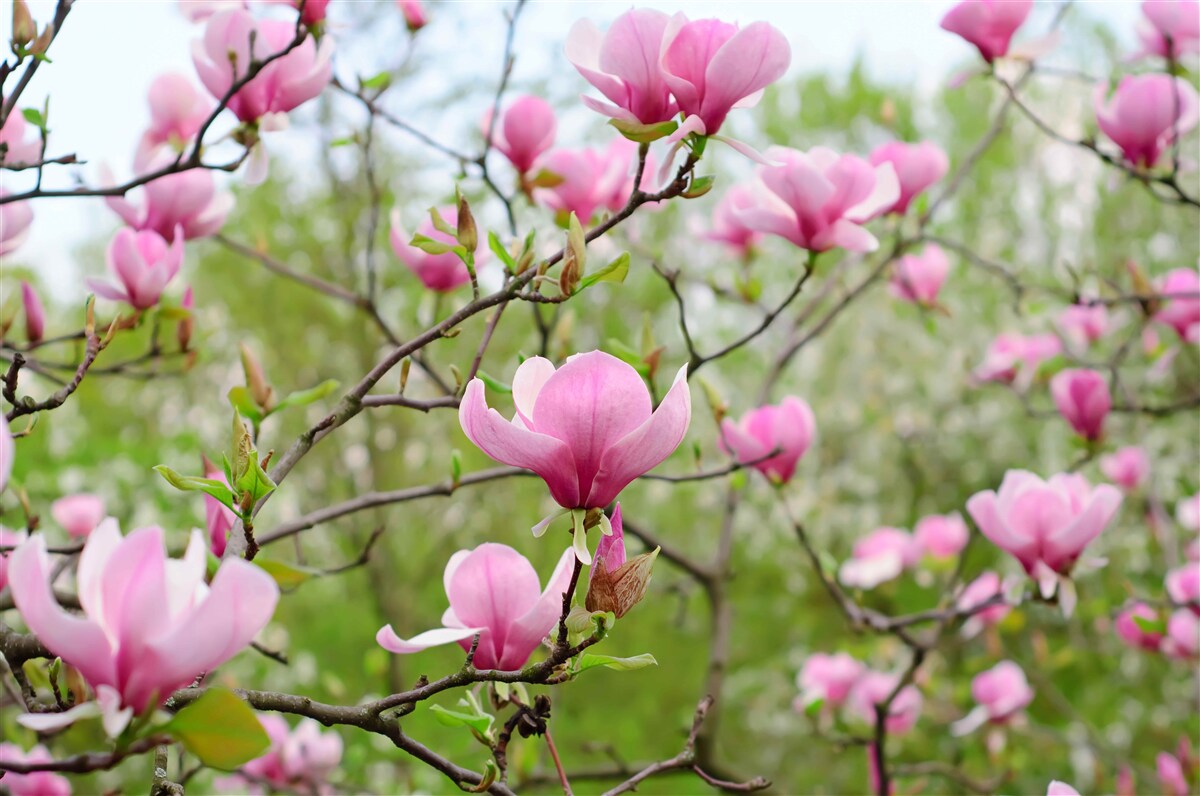 Fototapet grădină de magnolii cu flori roz în timpul verii