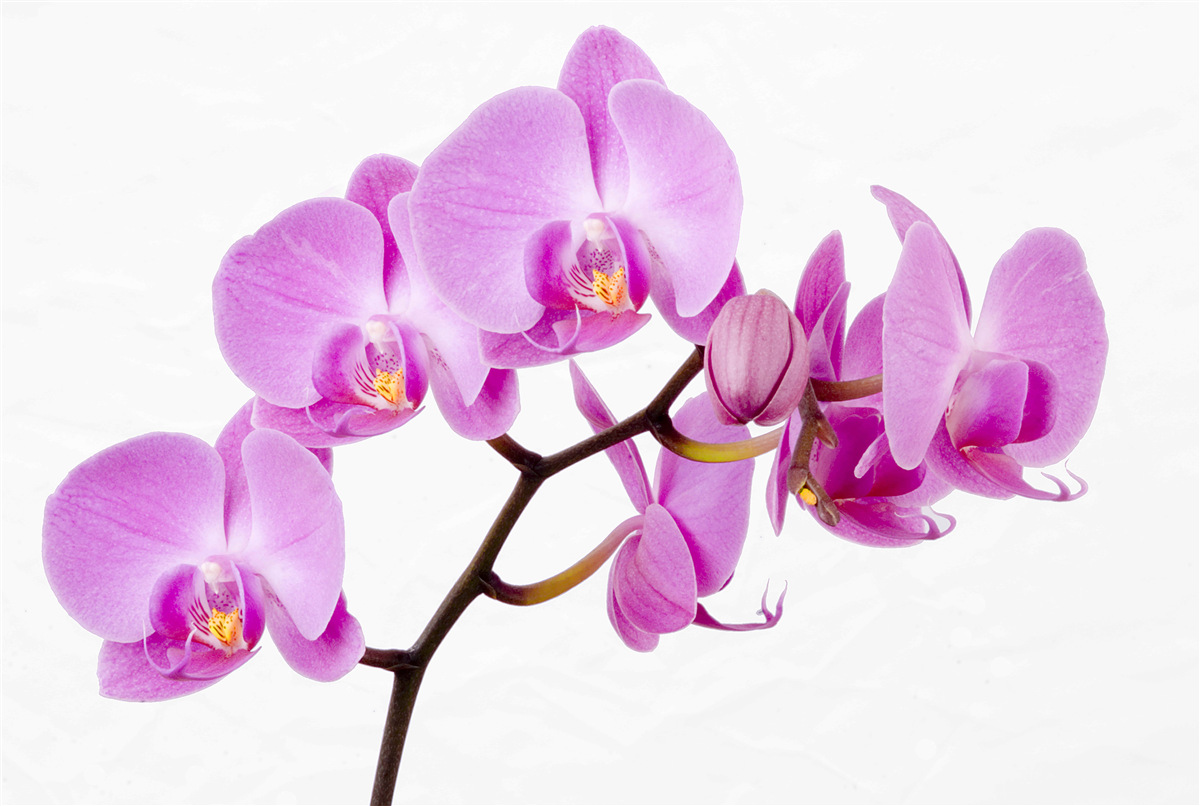 Fototapet orhidee afrodita violet
