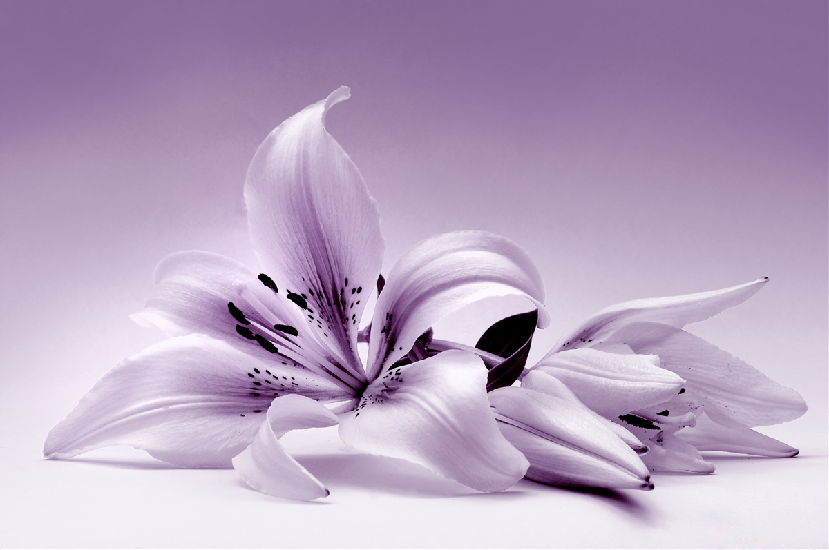 Fototapet violet subtil crin izolat