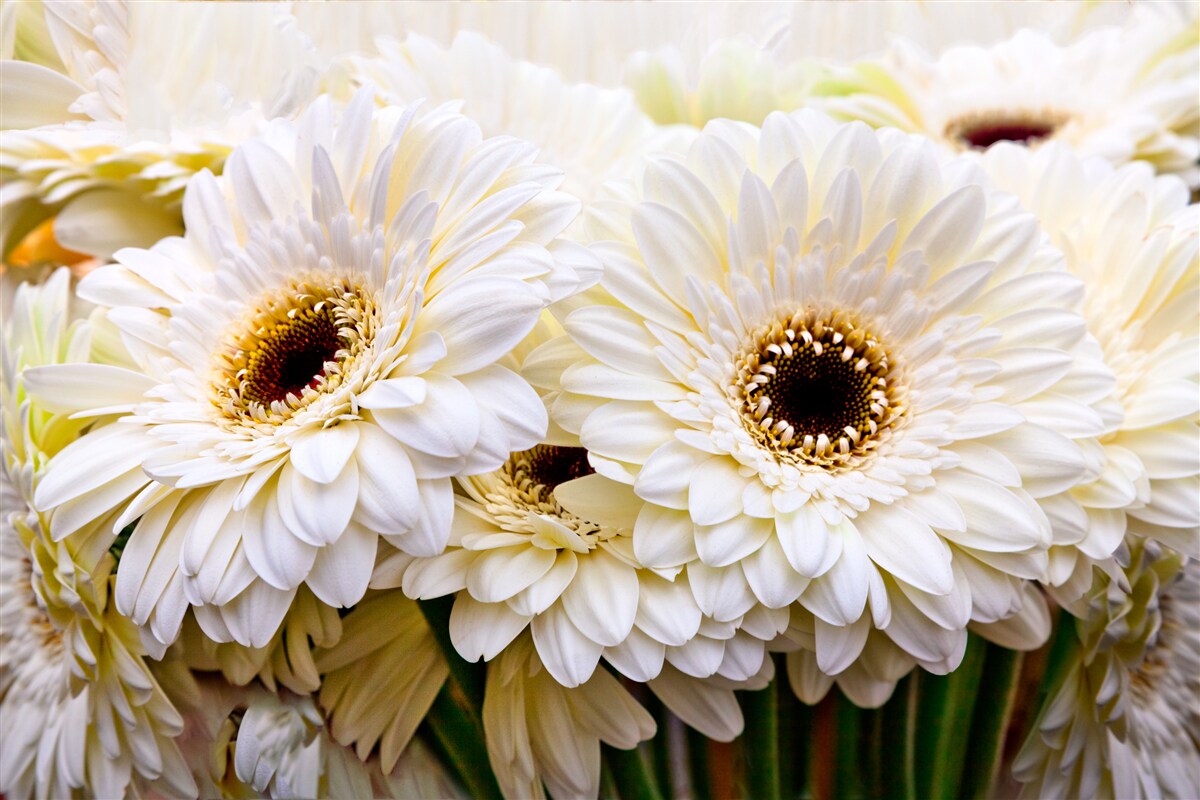 Fototapet colecție de gerbera albe ca zăpada