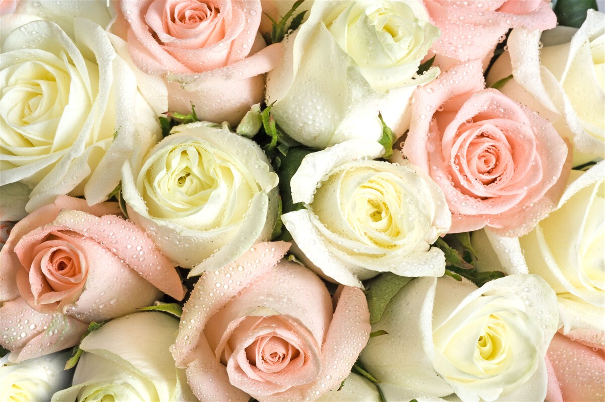 Fototapet mărimea florilor de trandafir alb și roz