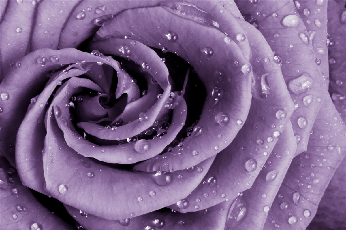 Fototapet roua dimineții pe un trandafir violet