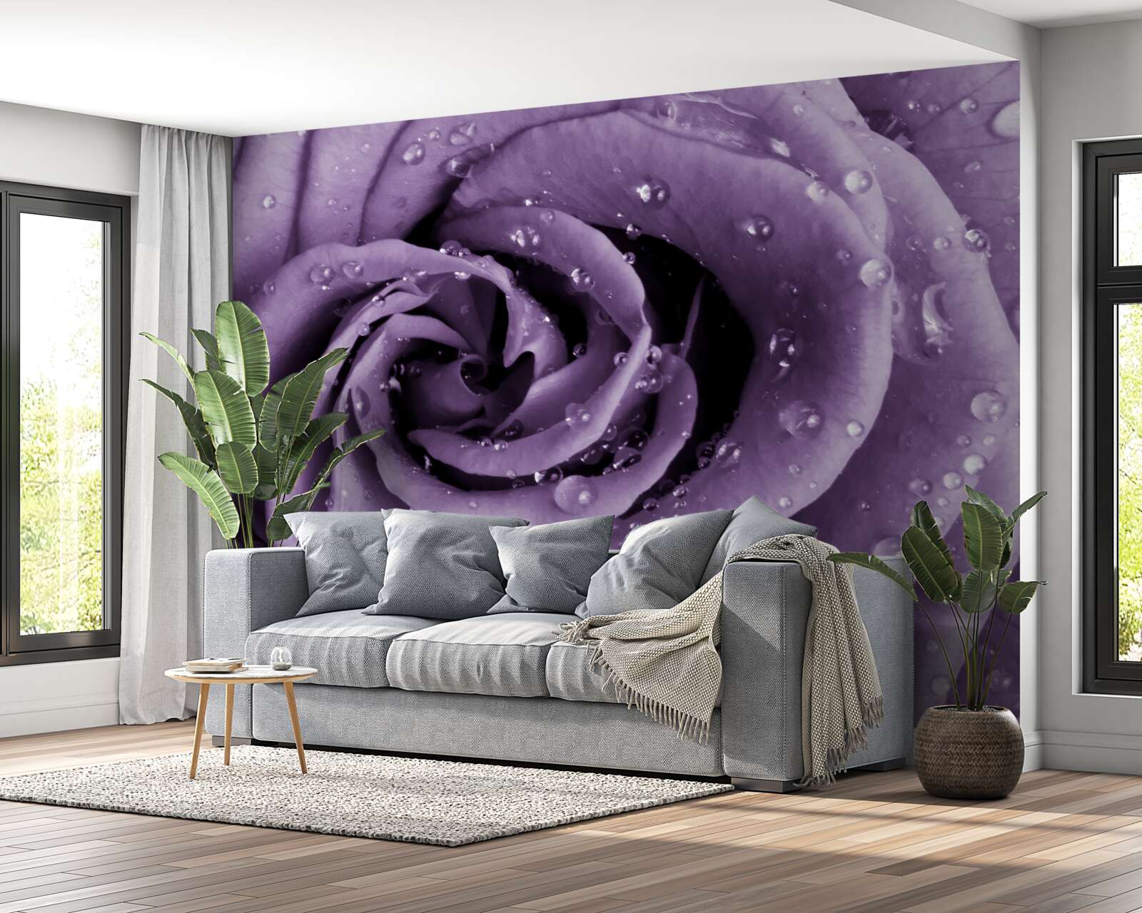 Fototapet roua dimineții pe un trandafir violet