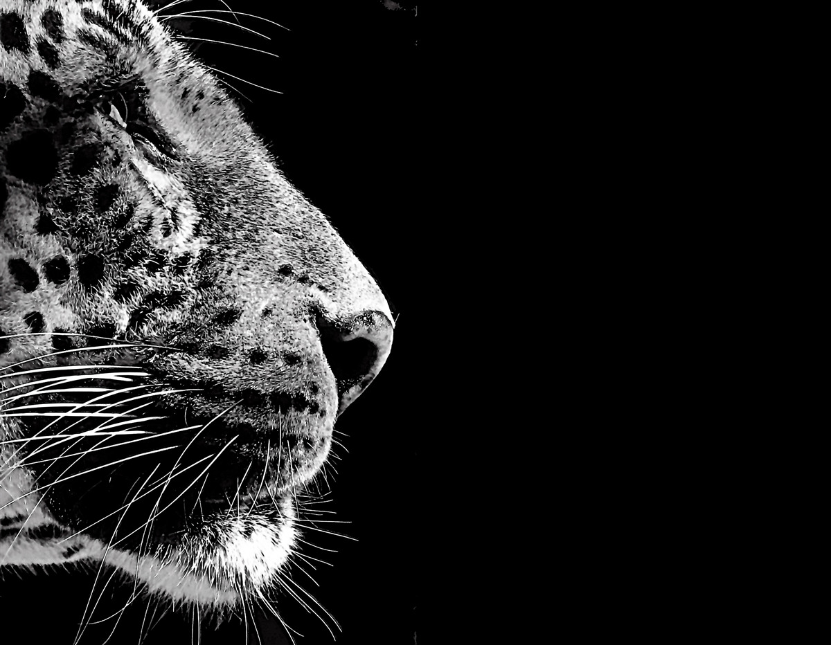 Fototapet jaguar în alb și negru