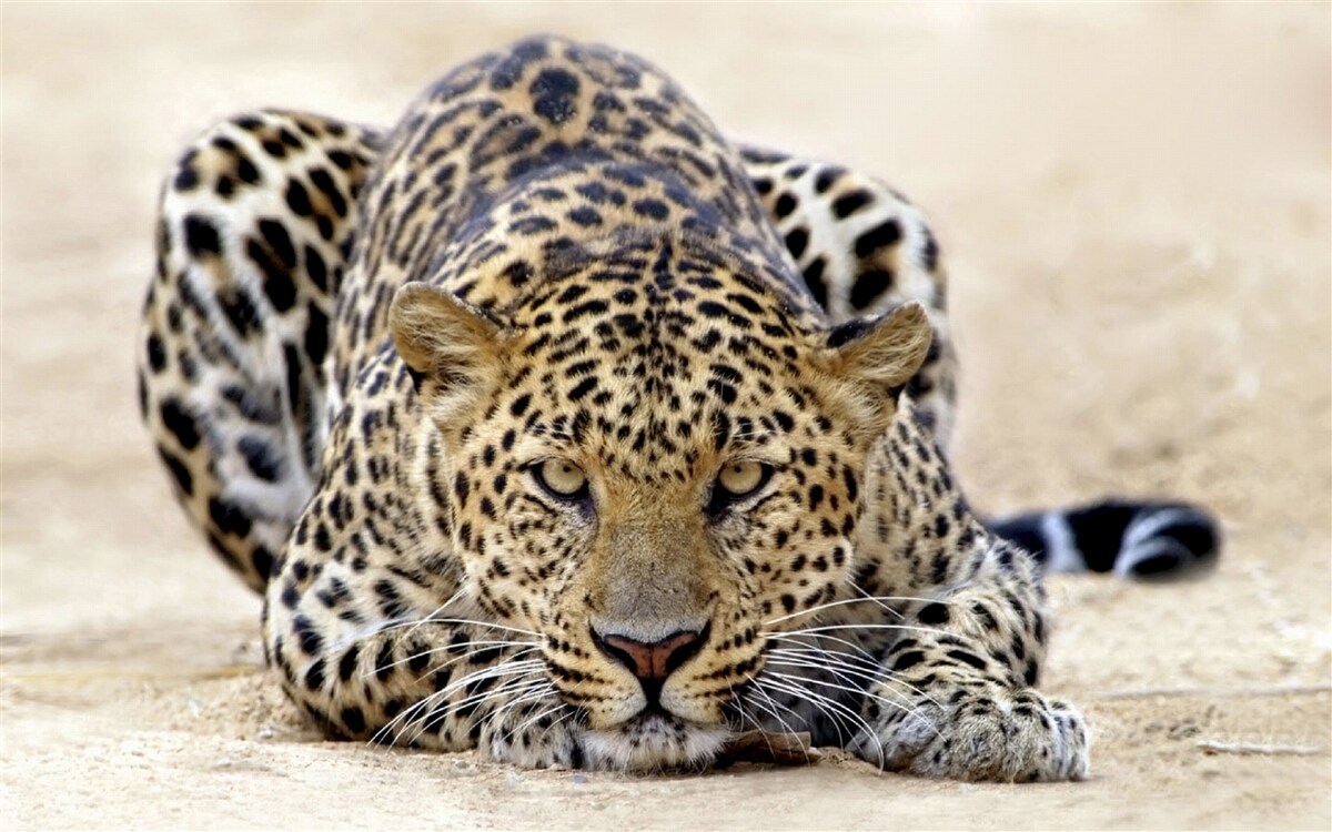 Fototapet leopard de așteptare cu piele pestriță