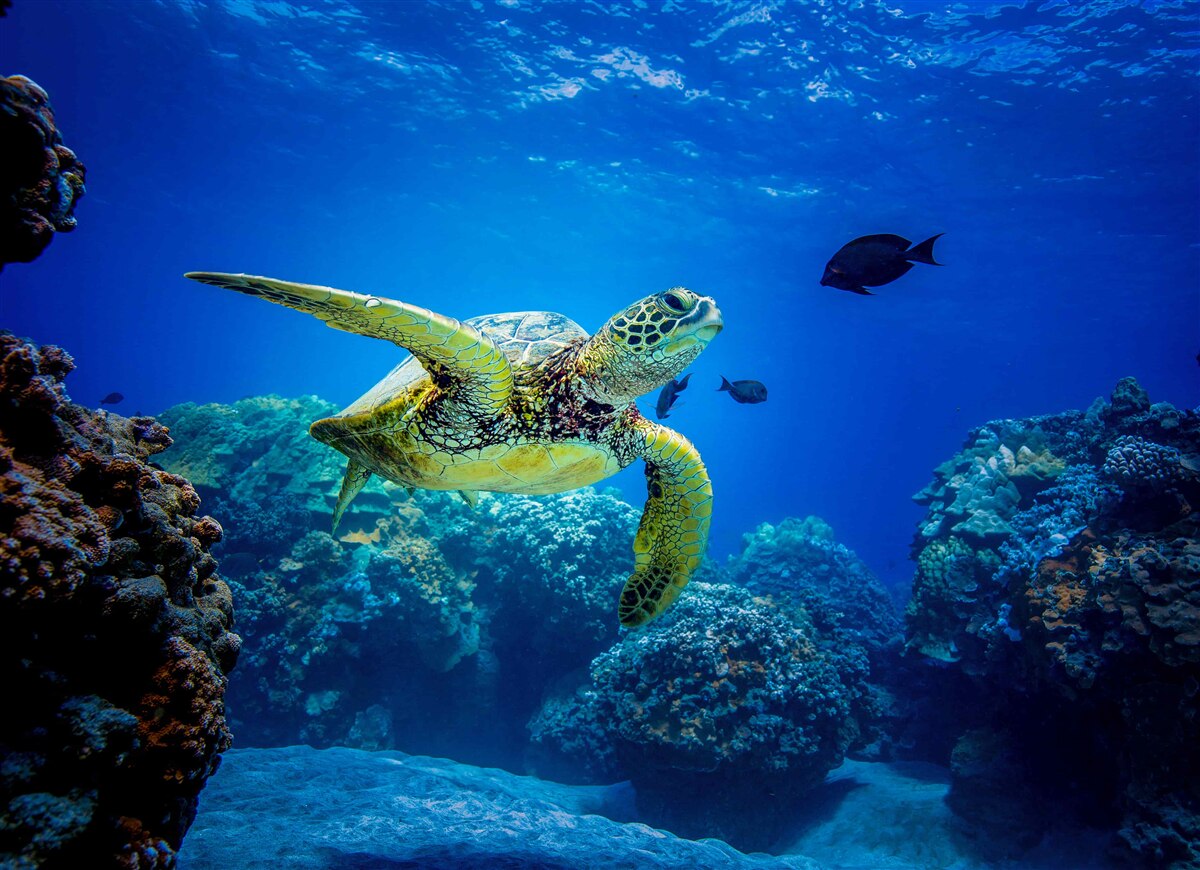 Fototapet țestoasa de mare verde înoată în ocean