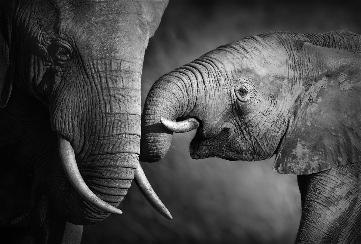 Fototapet puiul de elefant și mama sunt albi și negri