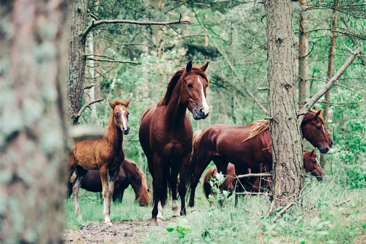 Fototapet cai plimbare în pădure în primăvară