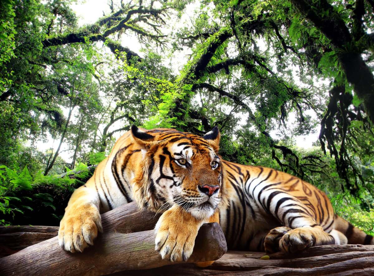 Fototapet tigrul se odihnește într-o junglă tropicală sălbatică