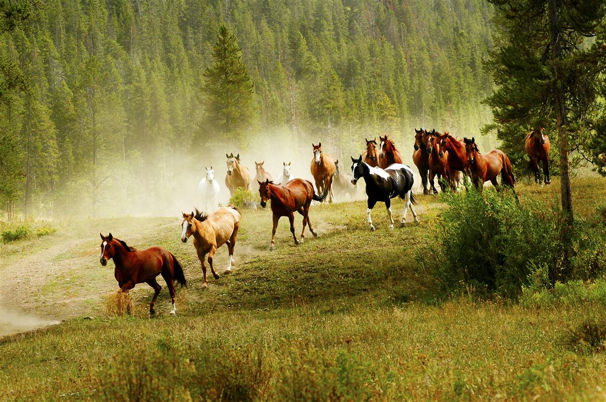 Fototapet cai alergând prin pădure