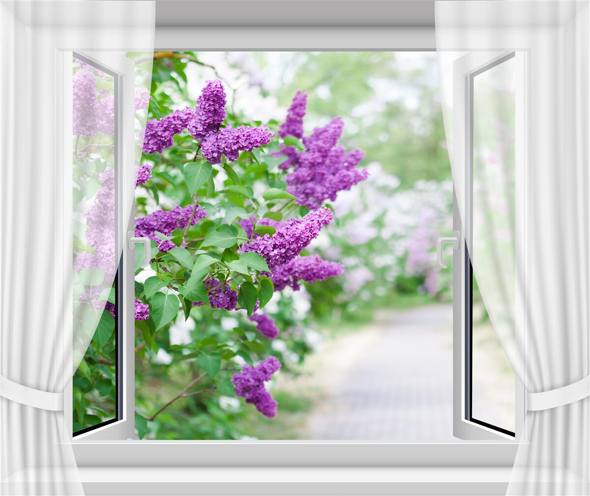 Fototapet fereastra albă este decorată cu liliac