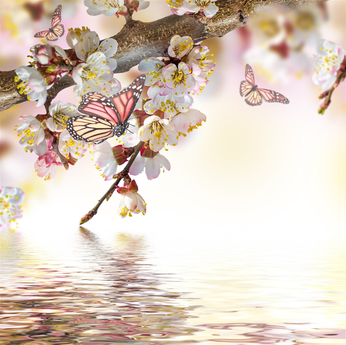 Fototapet florile sakura au devenit casă pentru fluturi