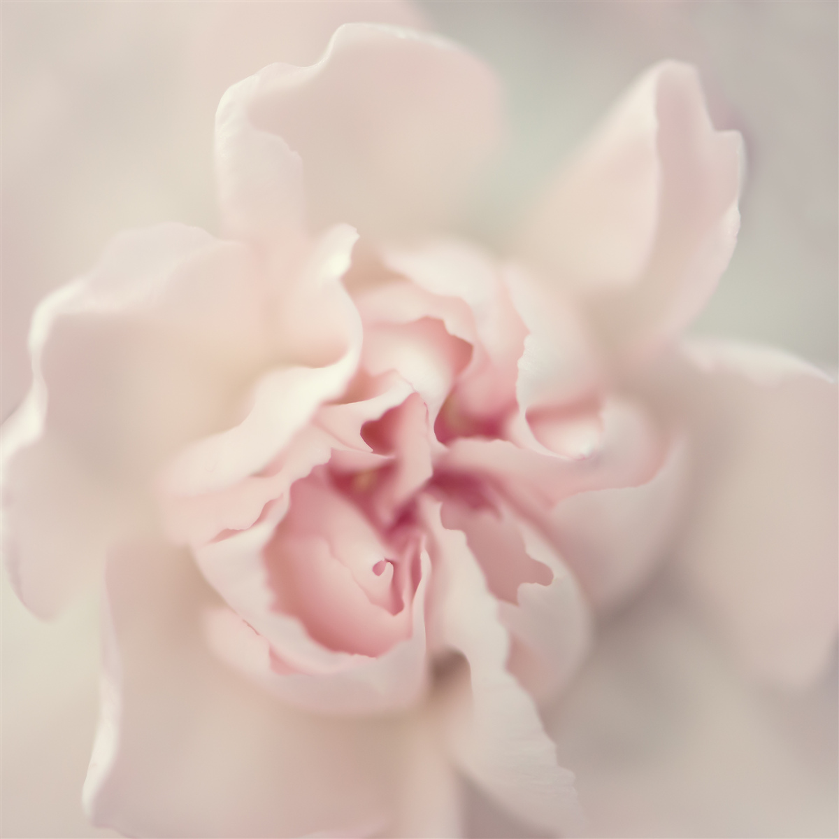 Fototapet mugur în nuanțe delicate de roz