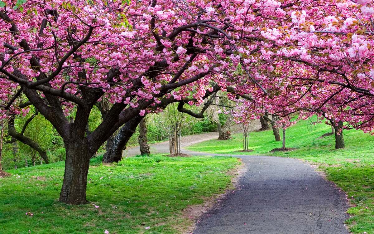 Fototapet un bulevard din parc presărat cu flori