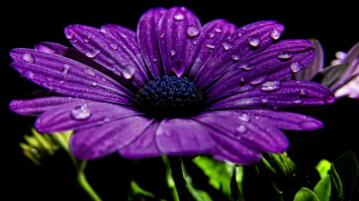 Fototapet picături de apă pe o floare gerbera mov