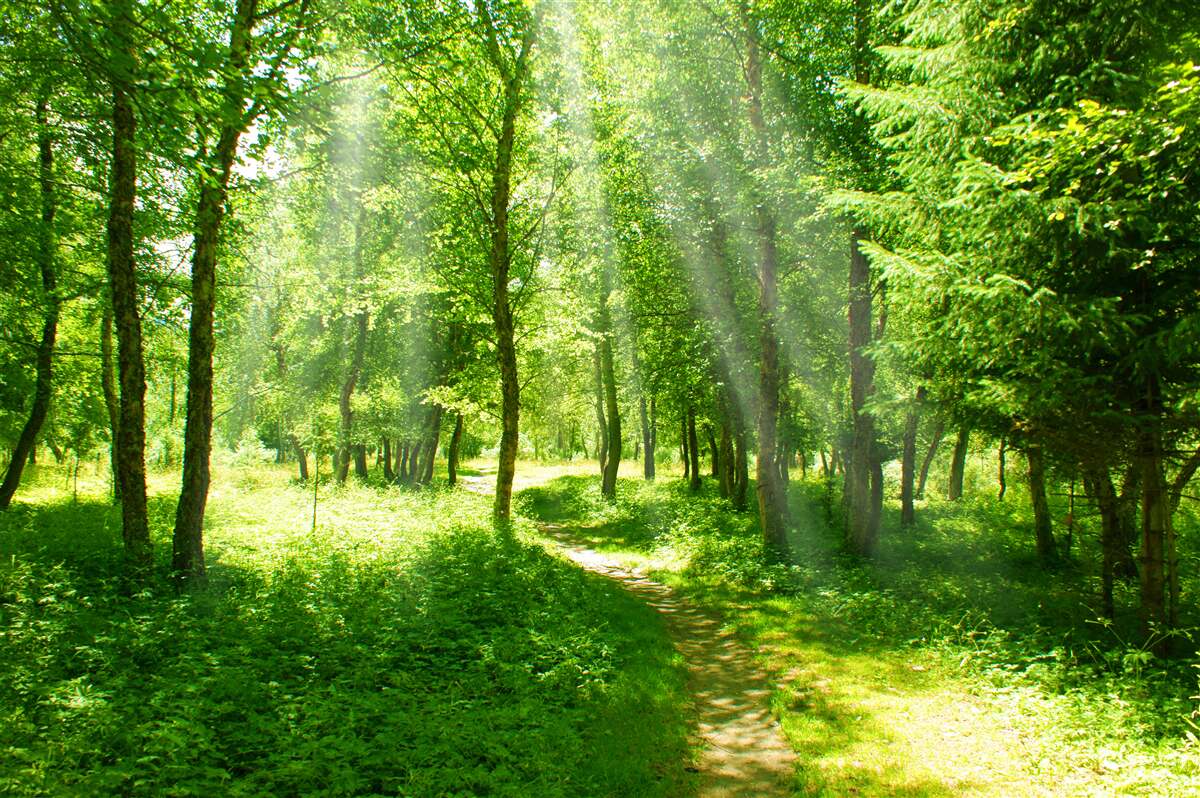 Fototapet razele soarelui strălucesc puternic prin coroanele copacilor din pădure