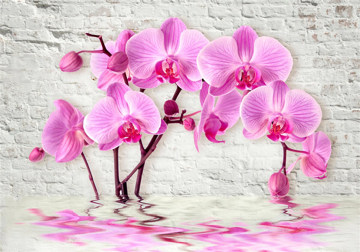 Fototapet floare orhidee violet moale