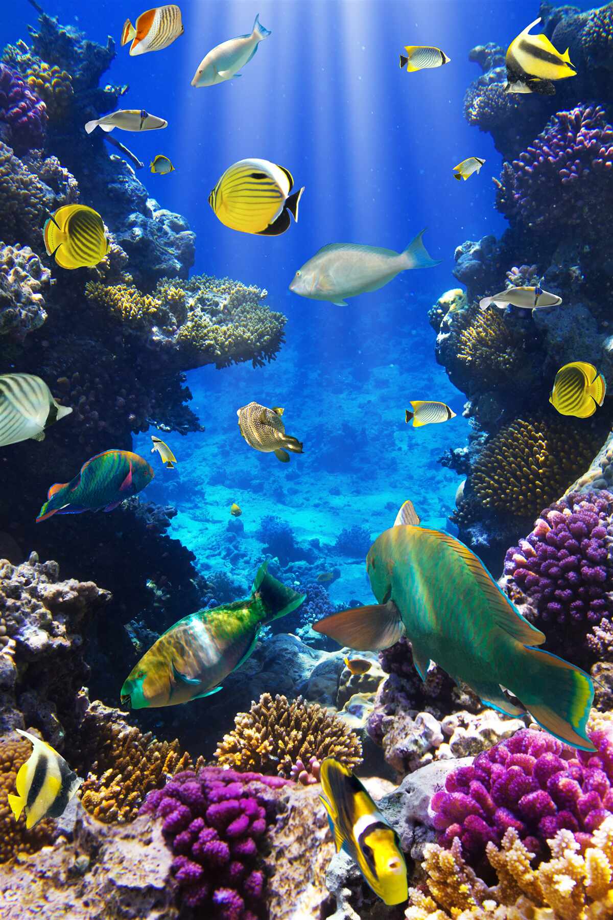 Fototapet pești în recifele de corali ale oceanului
