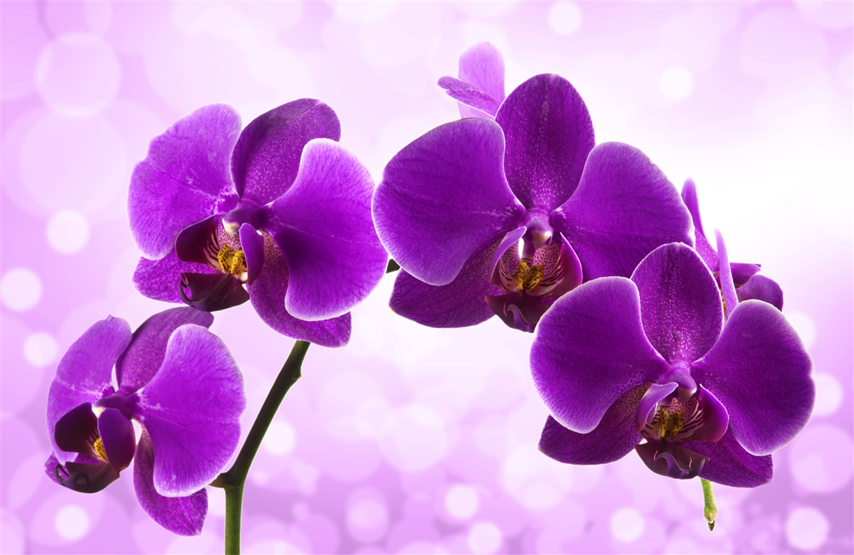 Fototapet orhidee violet intens