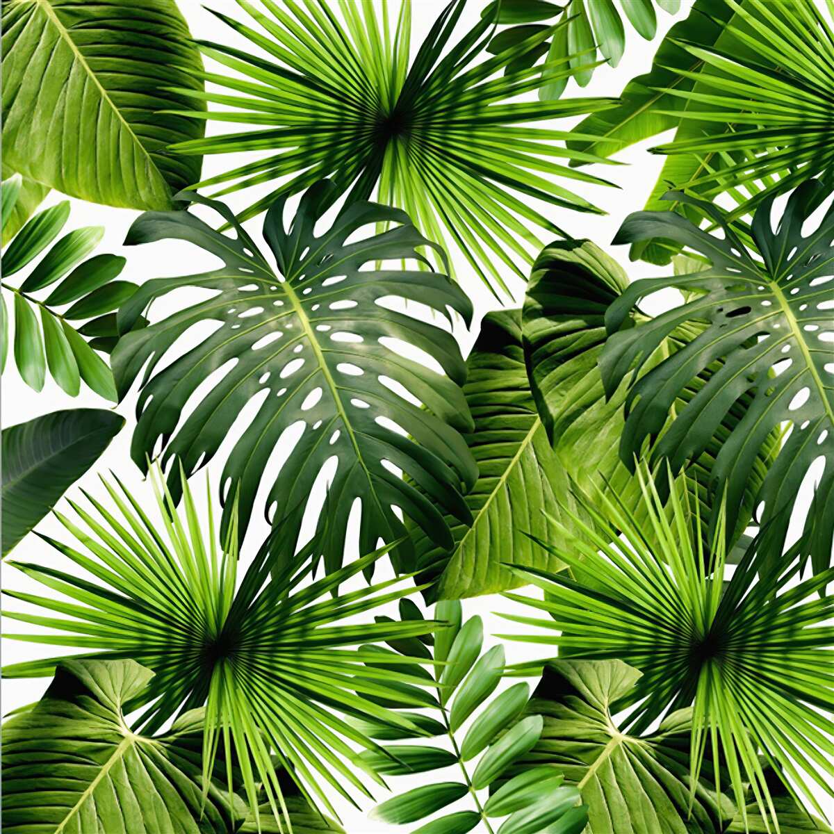 Fototapet monstera și frunze de banane pe un fundal alb, cu densitate