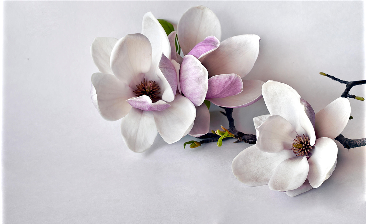 Fototapet flori de o frumusețe incredibilă și de dimensiuni mari