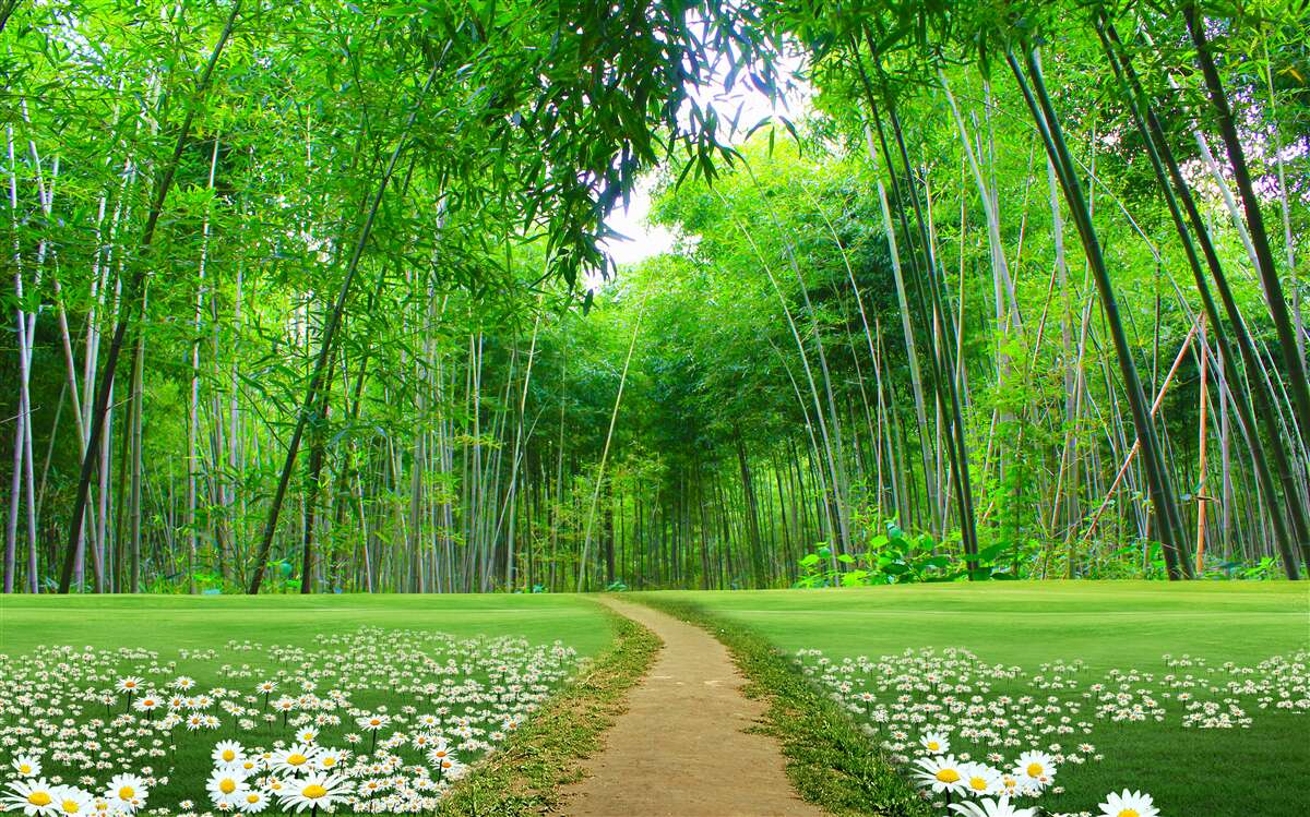 Fototapet Cărare prin pădurea verde densă