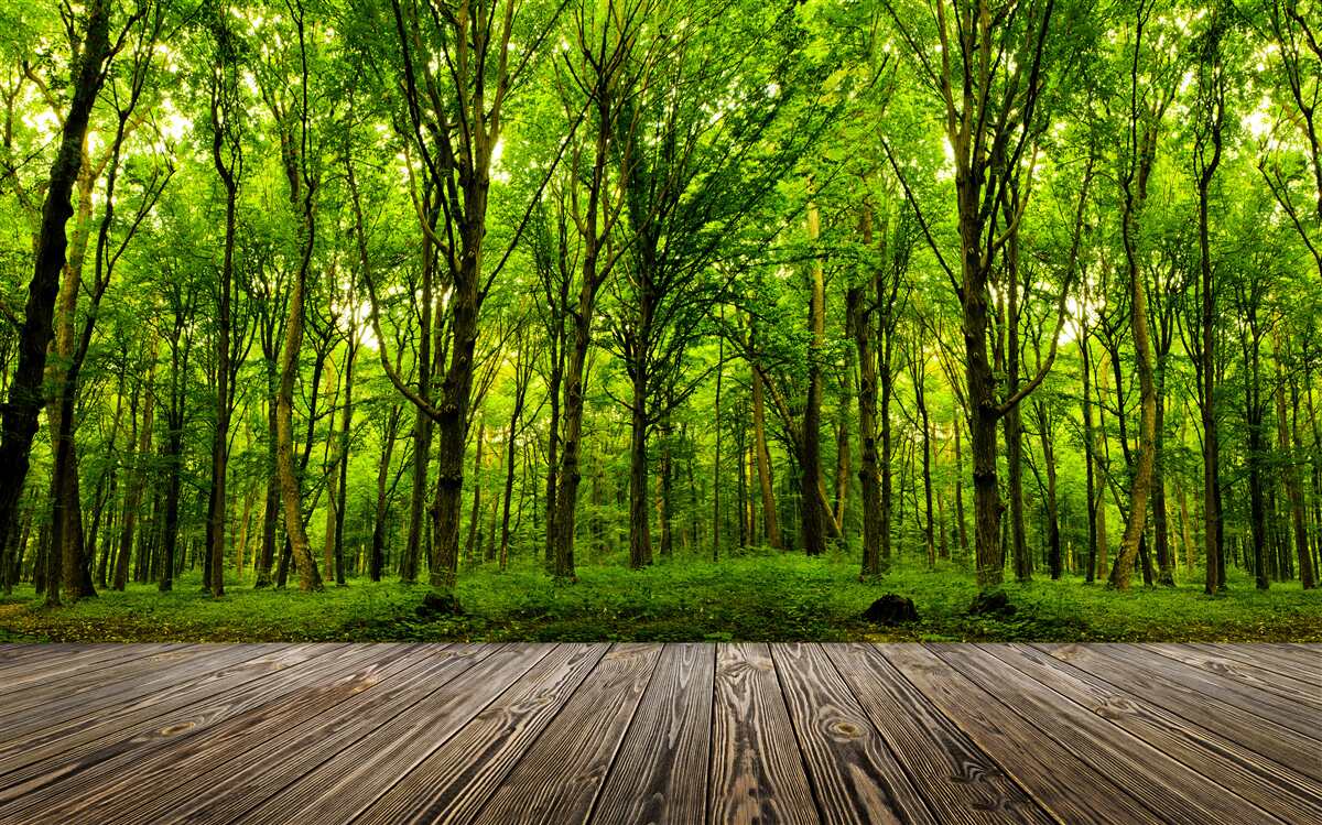 Fototapet pădure verde, subțire și bogată, luminată de razele soarelui