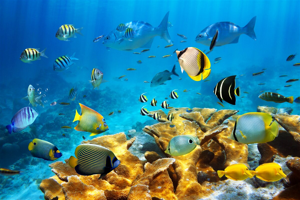 Fototapet creaturi marine drăguțe