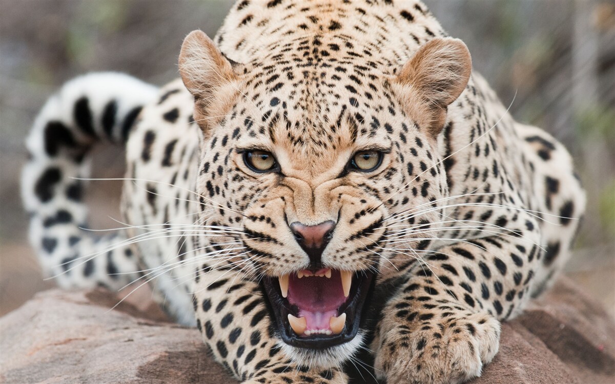 Fototapet leopard pe cale să facă saltul