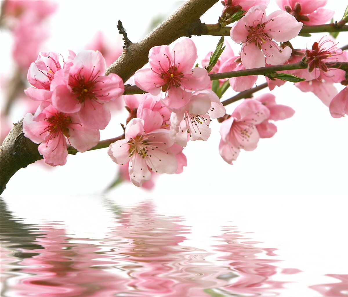 Fototapet ramură de sakura roz atârnând deasupra apei