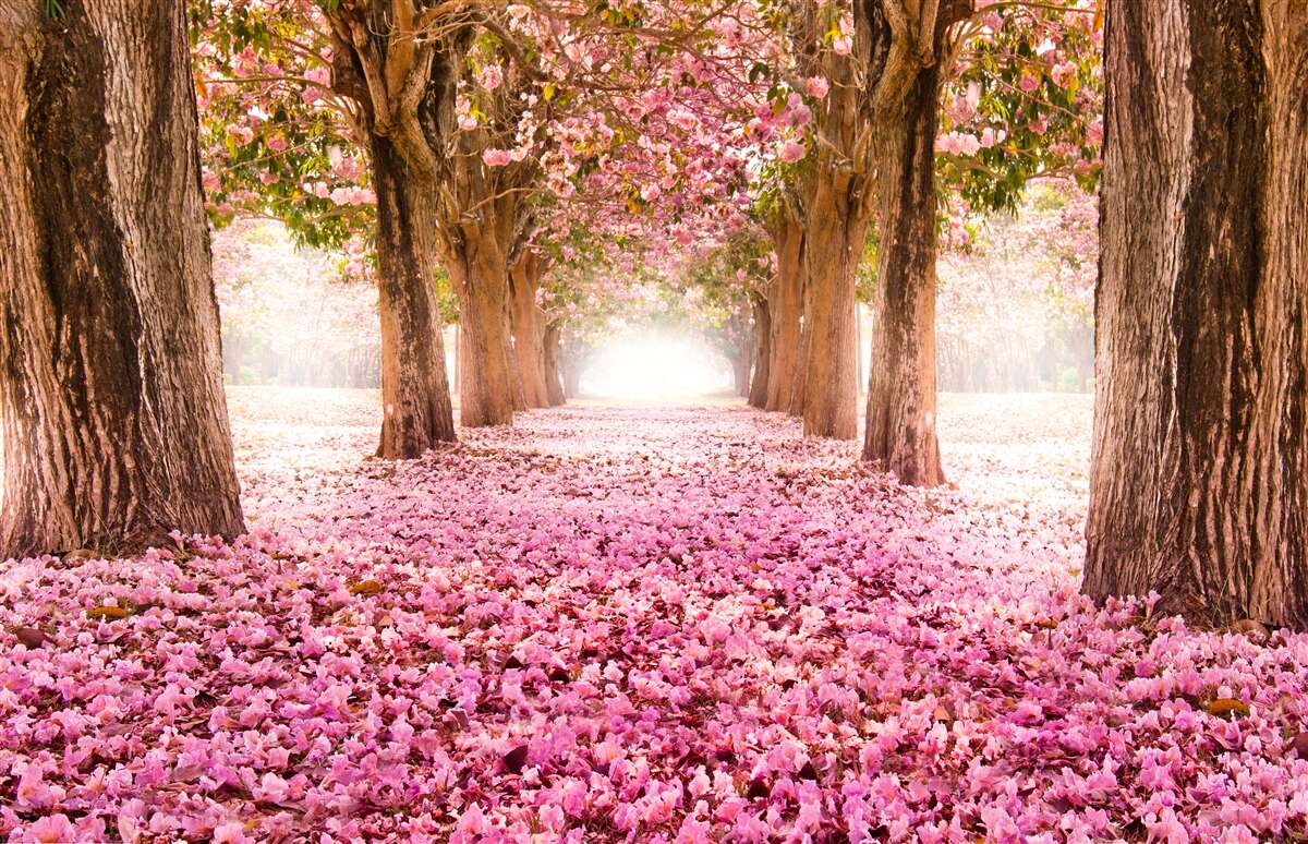 Fototapet sakura roz a acoperit aleea