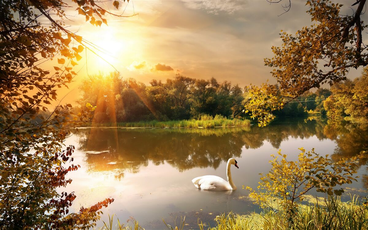 Fototapet soare peste un lac unde înoată o lebădă