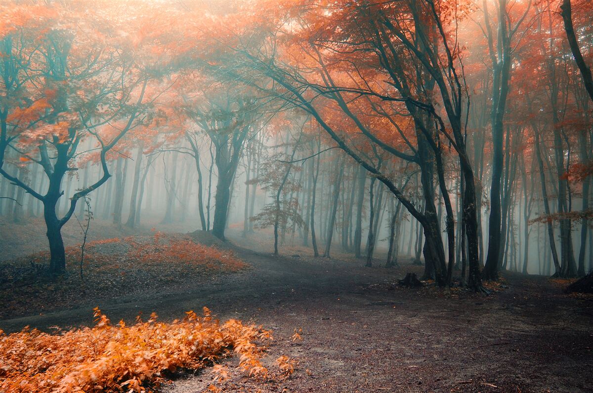 Fototapet O cărare printr-o pădure de toamnă învăluită în ceață