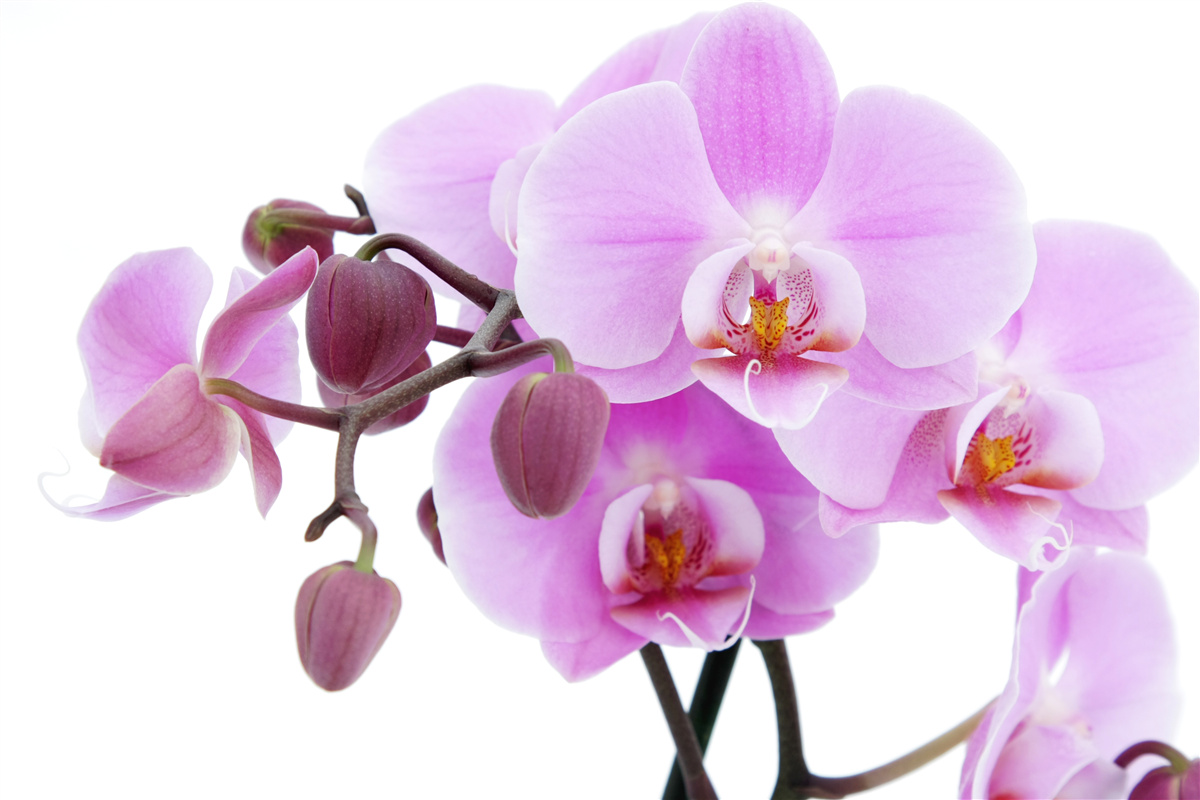 Fototapet orhidee în nuanțe de violet cu muguri de flori