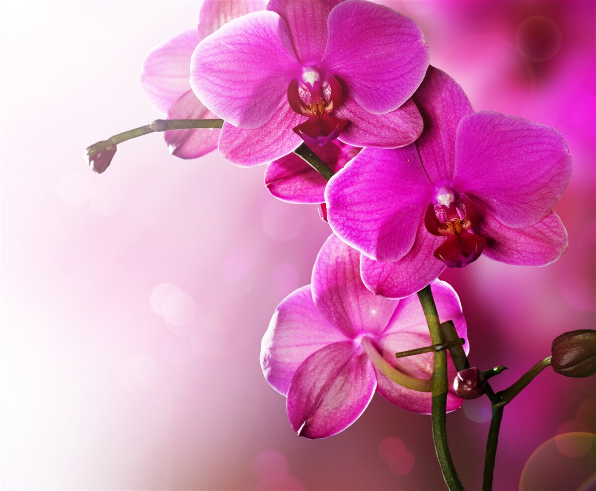 Fototapet orhidee și muguri de liliac