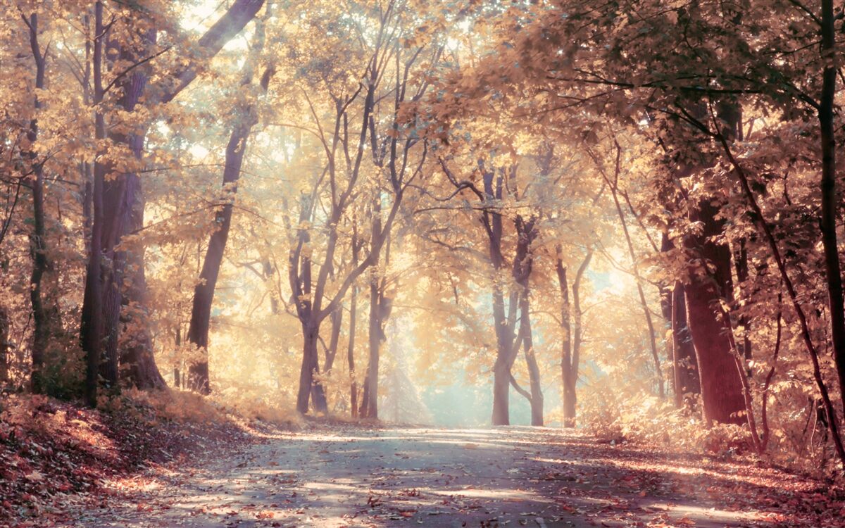 Fototapet cărare de toamnă învăluită în ceață ușoară