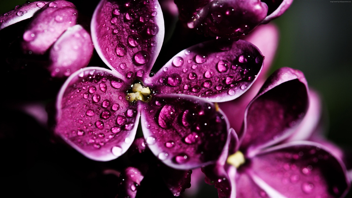 Fototapet picături mici pe flori cu o nuanță violet deschis